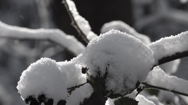 Idyllic, snow-covered landscape, filmed in 4K slow motion from 120p to 24p