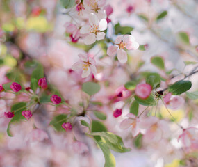 Pastel pink spring blossoms soft background.