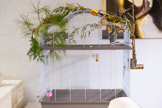 Cockatiel sitting in a spacious white cage decorated with fresh pine, cedar, and leafy branches. Natural enrichment setup for pet bird in modern home interior. Eco-friendly living. No people.