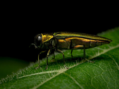 Emerald ash borer - Agrilus planipennis, a pest for the ash trees 