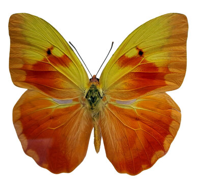 High-angle macro shot of a vibrant red and orange Phoebis avellaneda butterfly specimen with wings spread, isolated on a neutral background.
