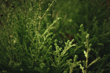 Fototapeta premium Spiderweb woven into the dense, needle-like branches of an evergreen shrub