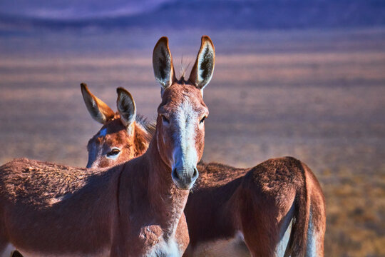 Wild Burros in Nevada Desert Animal Portrait with Natural Light