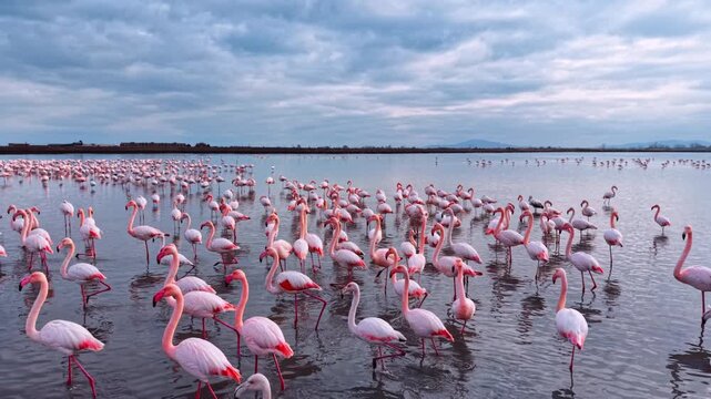 Flamingos gather in a wetland during the early morning light for feeding. Numerous flamingos stand in shallow water and search for food at dawn.