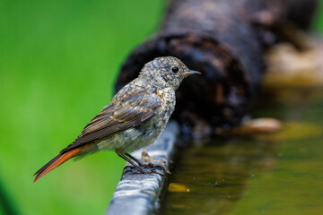 Obraz premium Gartenrotschwanz (Phoenicurus phoenicurus) Jungvogel