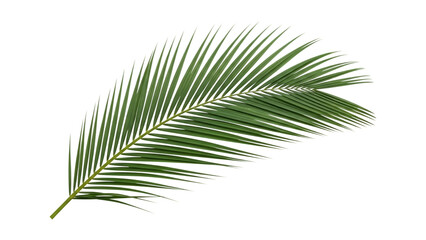 Obraz premium Tropical Palm Leaf Frond On Isolated Transparent Background