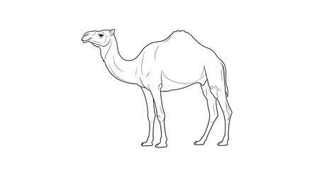 Fototapeta premium Line drawing of camel standing facing left with fabric cover