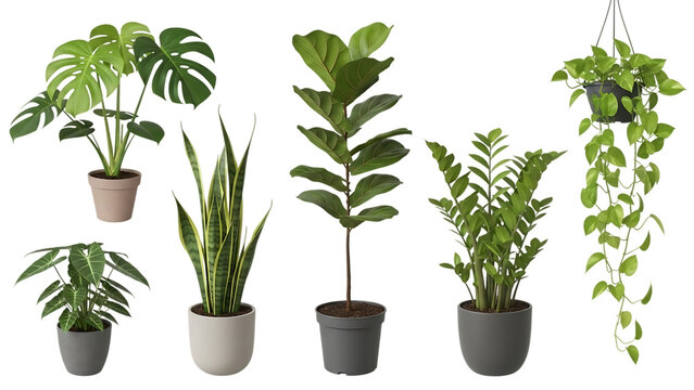Indoor Houseplants In Modern Pots Set With Plant Stand On Isolated Transparent Background