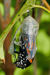 Monarch butterfly, Danaus plexippus, emerging from its chrysalis. © Michael Redmer©