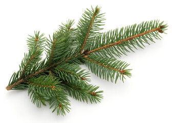 Fresh green spruce branch on white background.