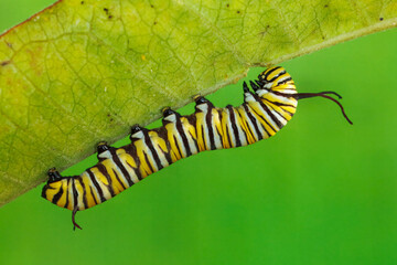 Monarch Butterfly, Danaus plexippus, Caterpillar. © Michael Redmer©