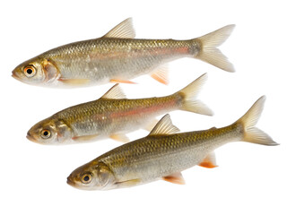 Obraz premium Three freshwater fish swimming, transparent background