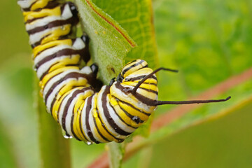 Monarch butterfly, Danaus plexippus, caterpillar feeding on a milkweed leaf. © Michael Redmer©