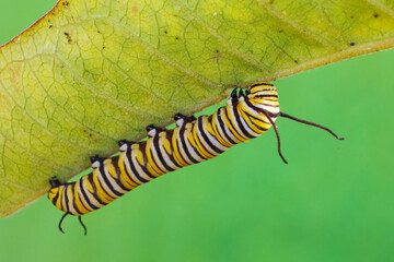Monarch Butterfly, Danaus plexippus, caterpiullar © Michael Redmer©