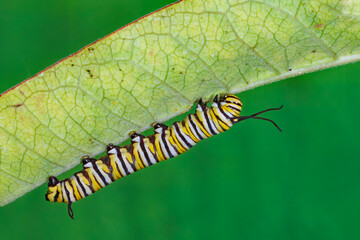 Monarch butterfly, Danaus plexippes, caterpillar. © Michael Redmer©