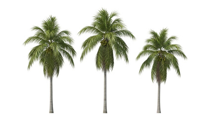 Tropical Palm Trees Set On Isolated Transparent Background
