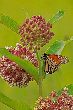 Monarch butterfly, Danuas plexippus, on common milkweed, Asclepias syriaca.