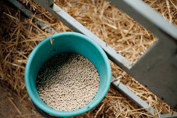 Blue bucket with animal feed on farm with straw bedding