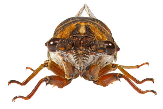 Dog Day Cicada, Neotibicen cannicularis, white background.