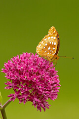 Great Spangled Frittilary Buterfly, Speyeria cybele on Purple Milkweed, Asclepias purpurascens. © Michael Redmer©