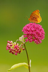 Great Spangled Frittilary Buterfly, Speyeria cybele and Purple Milkweed, Asclepias purpurascens. © Michael Redmer©