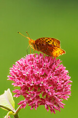 Great Spangled Fritillary, Speyeria cybele on purple milkweed, Asclepias purpurascens. © Michael Redmer©