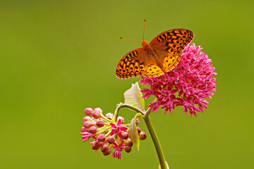 Obraz premium Great Spangled Fritillary Butterfly, Speyeria cybele, on Purple Milkweed, Asclepias purpurascens.
