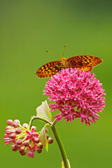 Great Spangled Fritillary Buterfly, Speyeria cybele on Purple Milkweed, Asclepias purpurascens. © Michael Redmer©