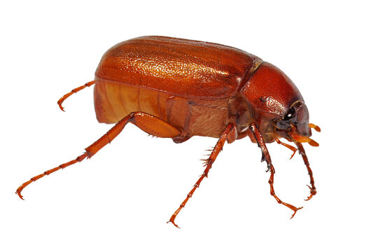 Brown June Beetle, Phyllophaga species undetermined, on white background.