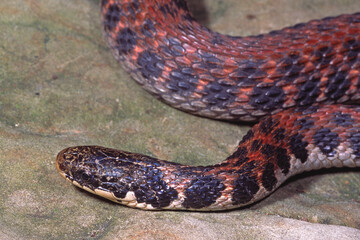 Obraz premium A Kirtland's snake, Clonophis kirtlandii.