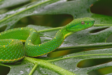 Striped palm viper, Bothriechis lateralis