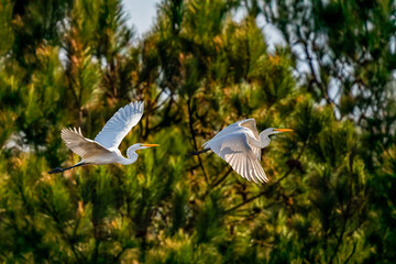 Snowy Egret in flight