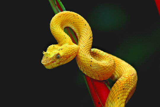 Eyelash palm vipe, Bothriechis schlegelii