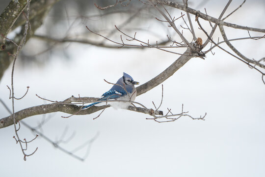 Bluejay perched on a tree branch on a snowy Pennsylvania day.