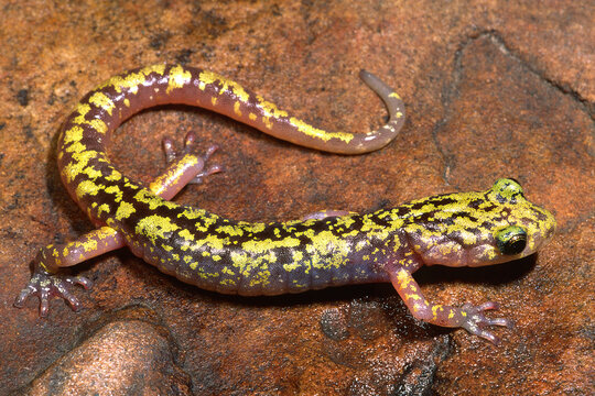 Green salamander, Aneides aeneus.