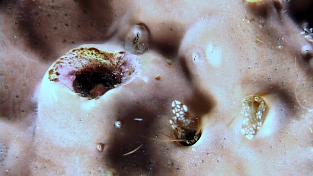 Observe the miniature ecosystem thriving within coral. Small crabs, shrimps, and other crustaceans search for sustenance and sanctuary in this underwater world's intricate coral tunnels.