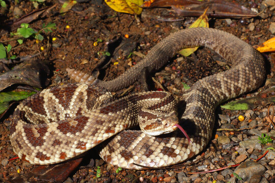 Central American rattlesnake, Crotalus simus
