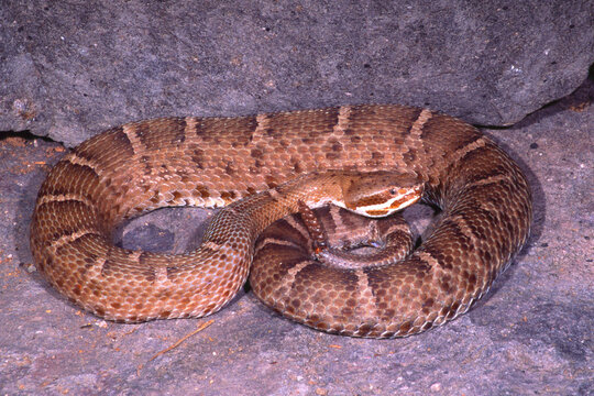 Arizona ridgenosed rattlesnake, Crotalus willardi willardi