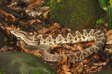 Fototapeta premium Central American rattlesnake, Crotalus simus