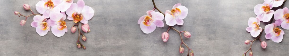 Beautiful pink Phalaenopsis orchid flowers arranged on a grey stone background for spa and wellness banner design