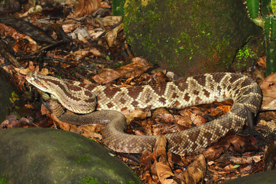 Central American rattlesnake, Crotalus simus