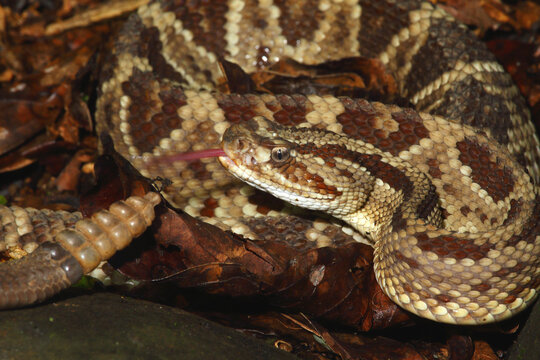 Central American rattlesnake, Crotalus simus