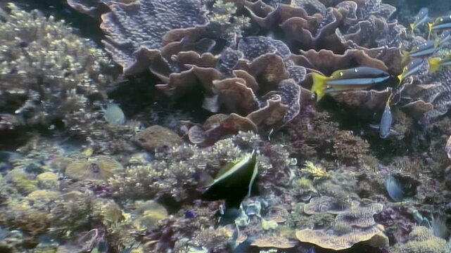 Explore vibrant coral reefs teeming with schools of colorful fish near the Philippines. See many snappers swim near the ocean floor during the day.