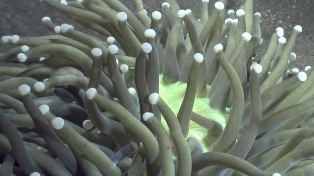 Observe the close relationship between a clownfish and its host anemone. The beautiful marine life thrives in the underwater ecosystem of the Philippines.