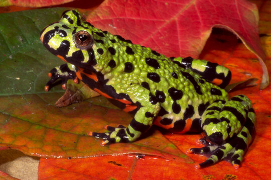 Oriental firebelly toad, Bombina orientalis