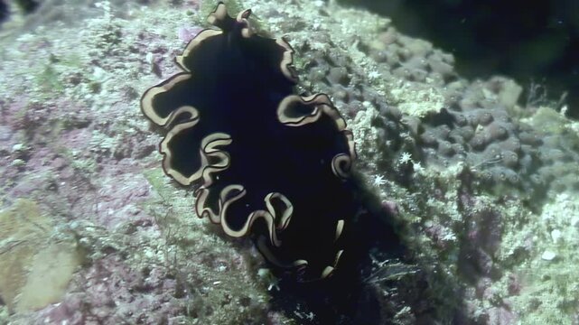 A beautiful black sea slug, edged in rippling white, gently glides over a coral reef. Sunlight dances around it as it forages in the clear water, early in the morning.