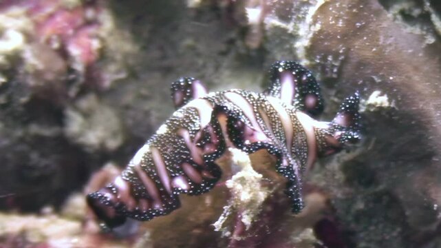 An undulate flatworm, with black and white stripes, glides gracefully across a colorful coral formation. This happens during the early evening light in the warm waters of the Pacific Ocean.