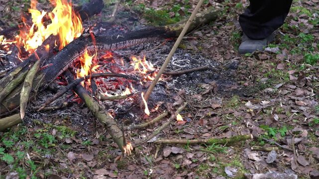 Amidst the serene woodland floor, a person carefully stokes a vibrant campfire, shifting burning branches with a stick