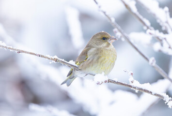 green finch Chloris chloris perches on a snow-dusted branch, surrounded by frosted twigs. The soft, cool background creates a tranquil, natural winter scene