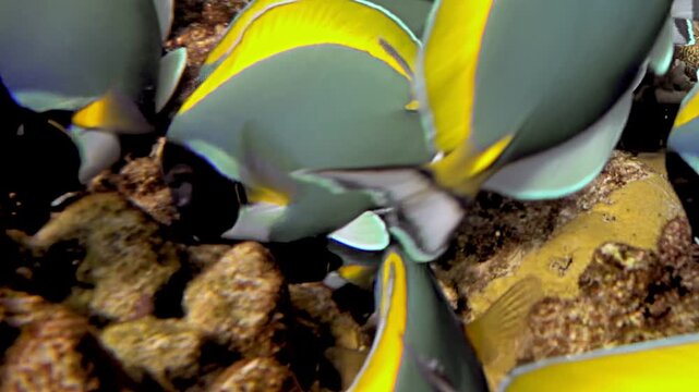 A dazzling school of Palette surgeonfish, or Paracanthurus hepatus, gracefully navigates a vibrant coral reef.